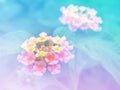 Abstract Blurry Lantana (Phakakrong flowers in Thai) Flower colorful background.