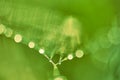 Abstract blurry light green lime background with bokeh. Green background with copy space. Blurred cobwebs in the dew. Abstract Royalty Free Stock Photo