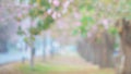 Abstract blurry shot of Chompoo Pantip flower Tree tunnel or The romantic tunnel of pink flower trees at Royalty Free Stock Photo