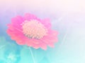 Abstract Blurry zinnia Flower colorful background.