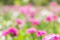 Abstract bokeh and blurred colorful nature background Royalty Free Stock Photo