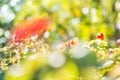 Abstract bokeh and blurred colorful nature background Royalty Free Stock Photo