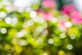 Abstract bokeh and blurred colorful nature background Royalty Free Stock Photo