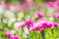 Abstract bokeh and blurred colorful nature background Royalty Free Stock Photo