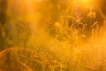 Abstract bokeh blurred nature background with wild grass and plants in orange sunlight Royalty Free Stock Photo