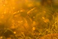 Abstract bokeh blurred nature background with wild grass and plants in sunlight Royalty Free Stock Photo