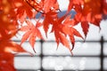 Abstract Bokeh blurred and red Japanese Maple