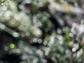Abstract bokeh effect and purposely blurred view of sunlight throught green leaves and water droplets. Green, silver and grey