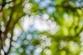 Abstract bokeh nature background and beautiful wallpaper.high quality Defocus of green leaf on tree. Royalty Free Stock Photo