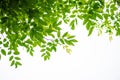 Abstract bokeh nature background and beautiful wallpaper.high quality Defocus of green leaf on tree. Royalty Free Stock Photo