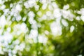 Abstract bokeh nature background and beautiful wallpaper.high quality Defocus of green leaf on tree. Royalty Free Stock Photo