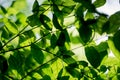 Abstract bokeh nature background and beautiful wallpaper.high quality Defocus of green leaf on tree. Royalty Free Stock Photo