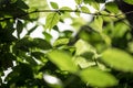 Abstract bokeh nature background and beautiful wallpaper.high quality Defocus of green leaf on tree. Royalty Free Stock Photo