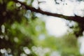 Abstract bokeh nature background and beautiful wallpaper.high quality Defocus of green leaf on tree. Royalty Free Stock Photo