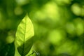 Abstract bokeh nature background and beautiful wallpaper.high quality Defocus of green leaf on tree. Royalty Free Stock Photo