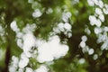 Abstract bokeh nature background and beautiful wallpaper.high quality Defocus of green leaf on tree. Royalty Free Stock Photo