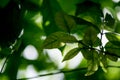 Abstract bokeh nature background and beautiful wallpaper.high quality Defocus of green leaf on tree. Royalty Free Stock Photo