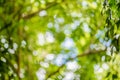 Abstract bokeh nature background and beautiful wallpaper.high quality Defocus of green leaf on tree. Royalty Free Stock Photo