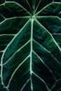 Abstract bone leaf pattern from the green tropical laceleaf plant make a beautiful nature texture for aesthetic background and