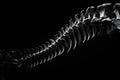 abstract bones spine on black background Royalty Free Stock Photo