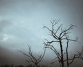 Abstract branch on dark sky