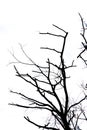 Abstract of Branch of dead tree isolated Royalty Free Stock Photo