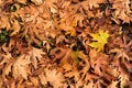 Abstract, autumn background of fallen, dry platan tree leaves.