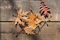 Abstract, autumn background of fallen, dry platan tree leaves.