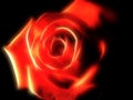 Abstract bright beautiful rose on black background Royalty Free Stock Photo