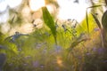 Abstract bright blurred background with spring and summer with small blue flowers and plants. With beautiful bokeh in the sunlight Royalty Free Stock Photo