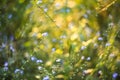 Abstract bright blurred background with small blue flowers and plants in sunlight Royalty Free Stock Photo