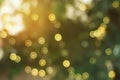 Abstract bright and blurry bokeh with summer natural sunlight   for holiday festive background Royalty Free Stock Photo