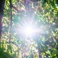 Abstract Bright Sunburst or Sunshine Throud A Forest Tree In Leaf