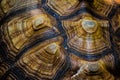 Abstract brown pattern of sulcata tortoise shell in close up. Royalty Free Stock Photo