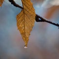 The abstract brown tree leaf