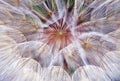 Abstract burst of a dandelion parachute ball