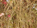 Abstract bush twigs background close up