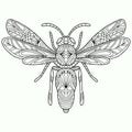 Abstract butterfly with ornaments drawn on a white background for coloring, vector, insect, coloring book