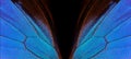 Abstract butterfly wings pattern. blue wing of a tropical butterfly on a black background. wings of Ulysses butterfly. Royalty Free Stock Photo