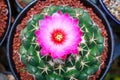 Abstract cactus flower top view in flower pot Royalty Free Stock Photo