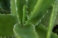 Abstract cactus plant close up macro green