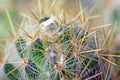 Abstract cactus spikes Royalty Free Stock Photo