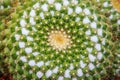 Abstract cactus top view background