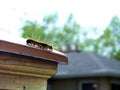 Abstract of a Caterpillar on a Copper Fence Cap