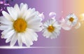 Abstract Chamomile Flowers Natural Spring and Summer Background