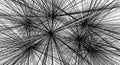 Abstract Chaotic Exploding Lines Monochrome Background Royalty Free Stock Photo