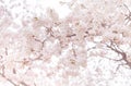 Abstract cherry blossom background.