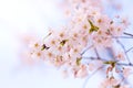 Abstract cherry blossom [Soft focus, Background]