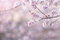 Abstract cherry blossom Soft focus, Background