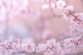 Abstract cherry blossom Soft focus, Background